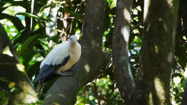 pigeon impérial perché dans l'arbre 