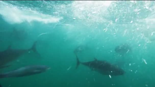 Blue-fin tuna being fed — Stock Video