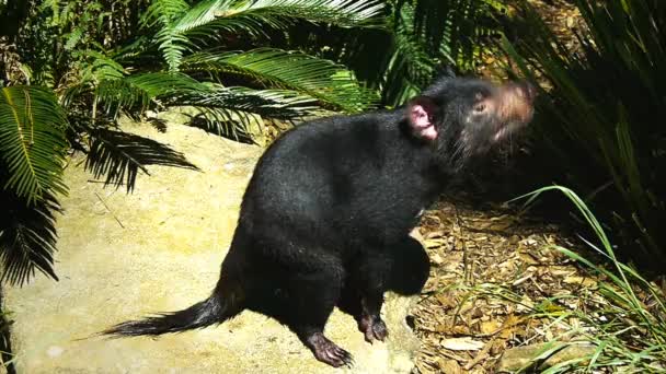 Diable de Tasmanie sentant l'air — Video