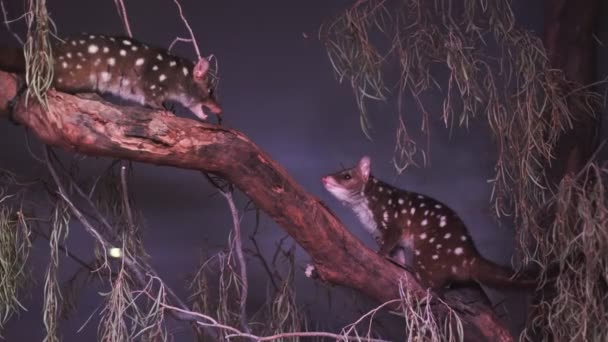 Quoll occidental peleando en un árbol — Vídeos de Stock