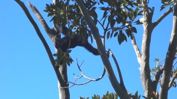 Saimang klettern auf Waldbaum — Stockvideo