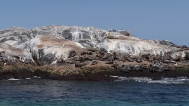 Bont zeehonden op montague eiland — Stockvideo