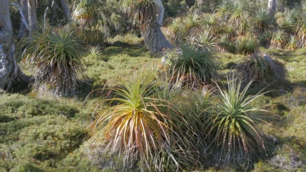 Pandani planten op de overland track — Stockvideo