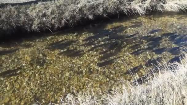 Bruine forellen bewegen op een rivier — Stockvideo