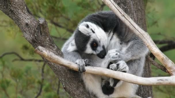 Lémurien assis dans un arbre — Video