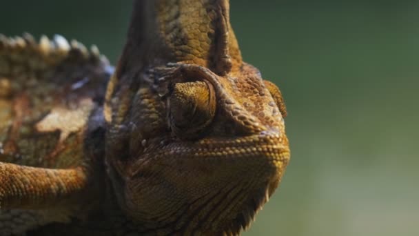 Caméléon ouvrant sa bouche — Video