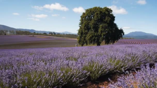 Rijen van lavendel planten — Stockvideo