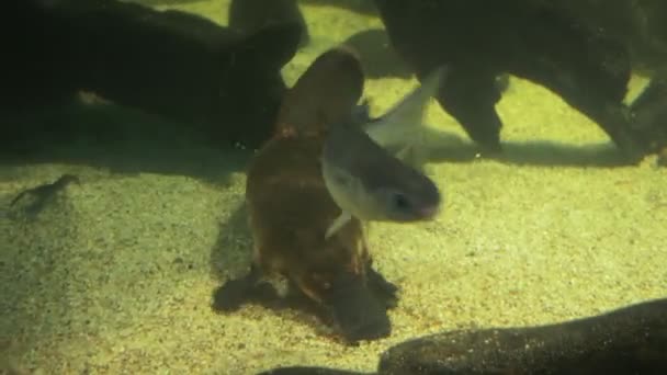 Platypus à la recherche de nourriture — Video