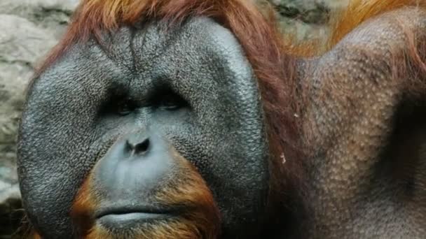 Gesicht des männlichen Orang-Utans — Stockvideo