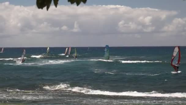 Windsurfers at ho 'okipa, maui — стоковое видео