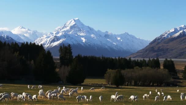 Sheep graze on glentanner station — Stock Video