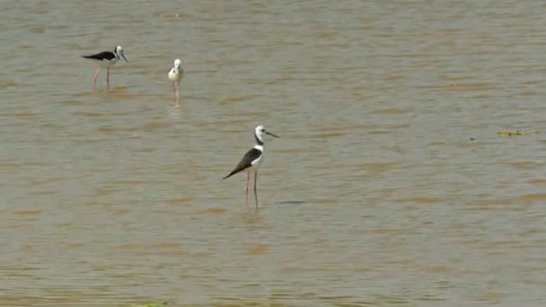 Bonte stilt voeding op vogel billabong — Stockvideo