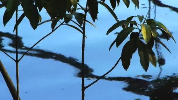 Mangroves in het daintree national park — Stockvideo