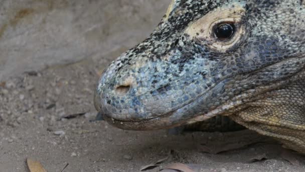 Cabeça de dragão komodo — Vídeo de Stock