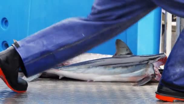 Lossning hajar och tonfisk — Stockvideo
