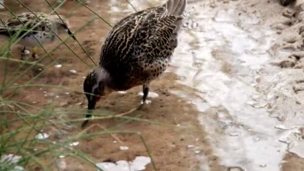 Dowitcher e um sandpiper procurar mudflats — Vídeo de Stock