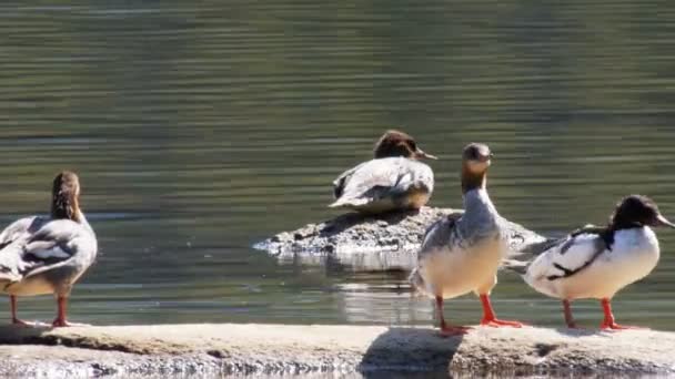 Ducks sit on a rock at lake tenaya — Stock Video