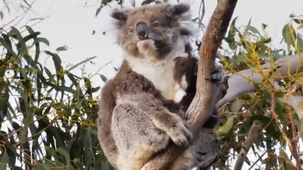 Мати коала і Джої скручування — стокове відео