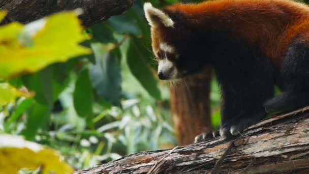 Roter Panda kratzt im Baum — Stockvideo