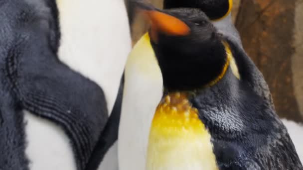 Mooie koning pinguïn — Stockvideo