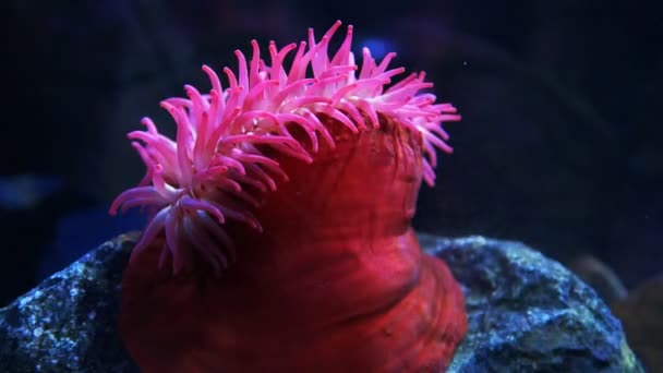 Червона риба їсть анемона — стокове відео