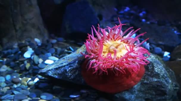 Red fish eating anemone — Stock Video