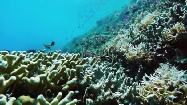 Fische schwimmen über einem Korallenriff — Stockvideo