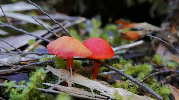 champignons rouges dans la forêt tropicale 