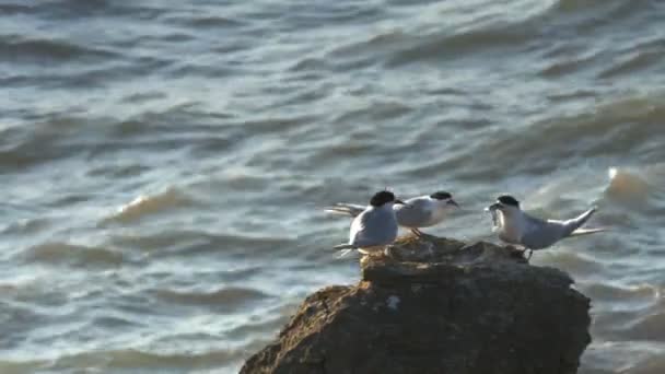Tern offers a whitebait fish to another bird — Stock Video
