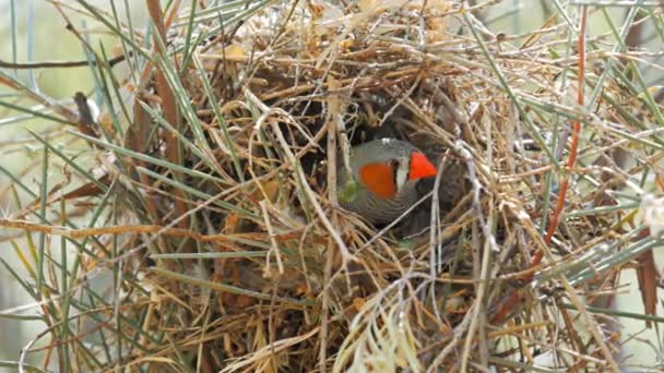 Iç içe geçmiş zebra finch — Stok video