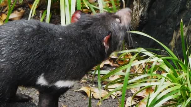 El demonio de Tasmania olfateando el aire — Vídeos de Stock