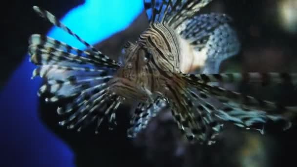 Beautiful lionfish swimming — Stock Video