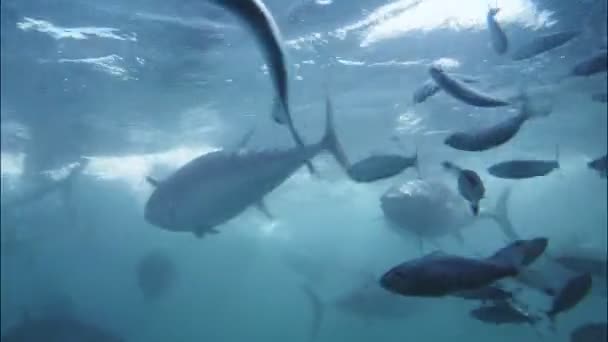 Farmed bluefin tuna — Stock Video