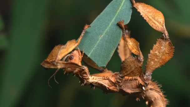 Maxomys blad insect — Stockvideo