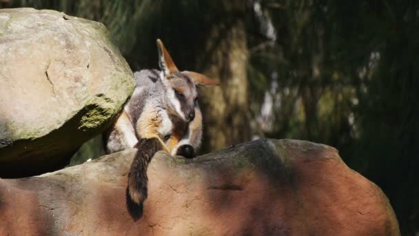 Wallaby schüttelt den Kopf — Stockvideo
