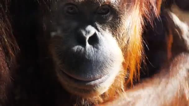 Young orangutan scratching itself — Stock Video