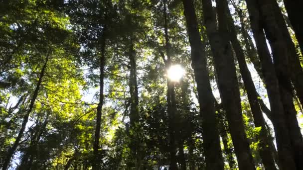 Солнце светит через тропический лес — стоковое видео