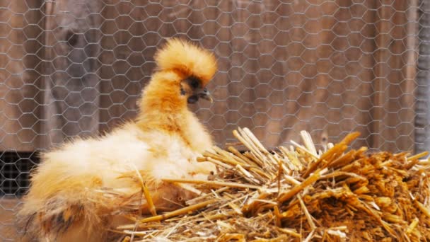Silke kyckling på hö — Stockvideo