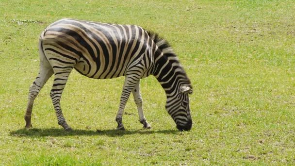 Zebra pastagens no campo — Vídeo de Stock