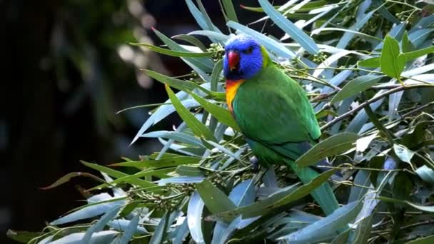 Regenbogenlorikeet auf Ast — Stockvideo