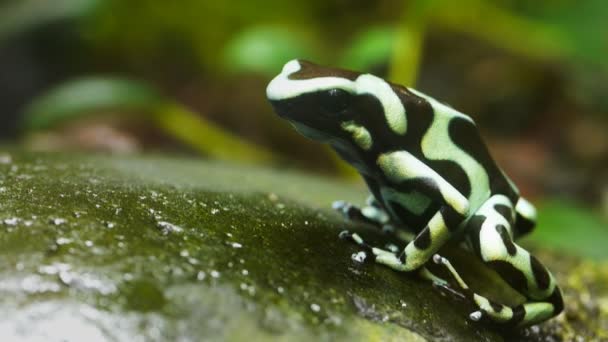 Strawberry poison dart frog — Stock Video