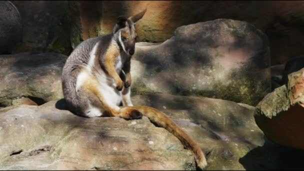 Australiano rock wallaby — Vídeo de stock
