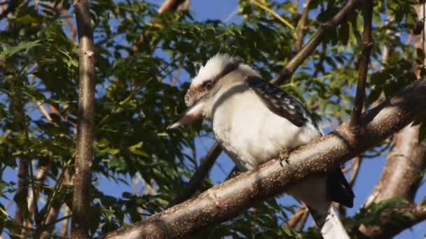 Kookaburra sitzt in einem Baum — Stockvideo