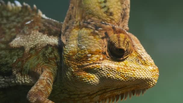 Head of a veiled chameleon — Stock Video