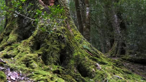 Grande pinheiro no musgo — Vídeo de Stock