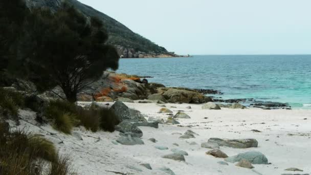 Baía de vinho na península de freycinet — Vídeo de Stock