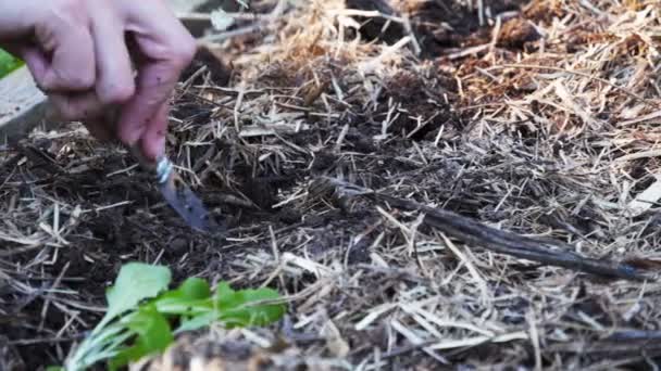 Plantas de jardineiro mudas de alface — Vídeo de Stock