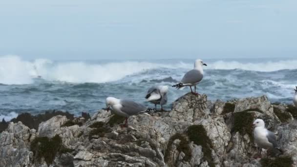 Sea gulls at a breeding colony — Stock Video