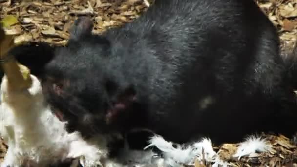 Tasmanian diablo comer un pollo — Vídeo de stock