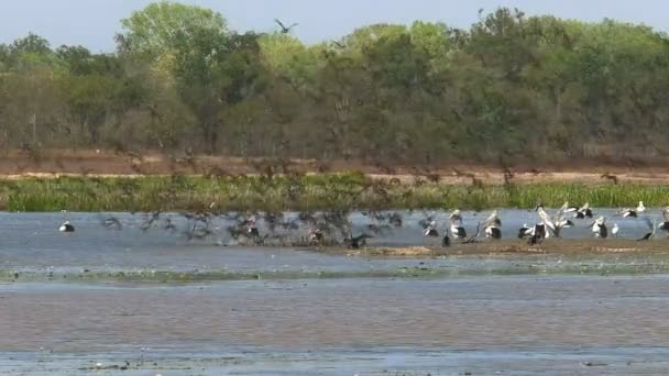 Kaczki lotu w ptak billabong — Wideo stockowe